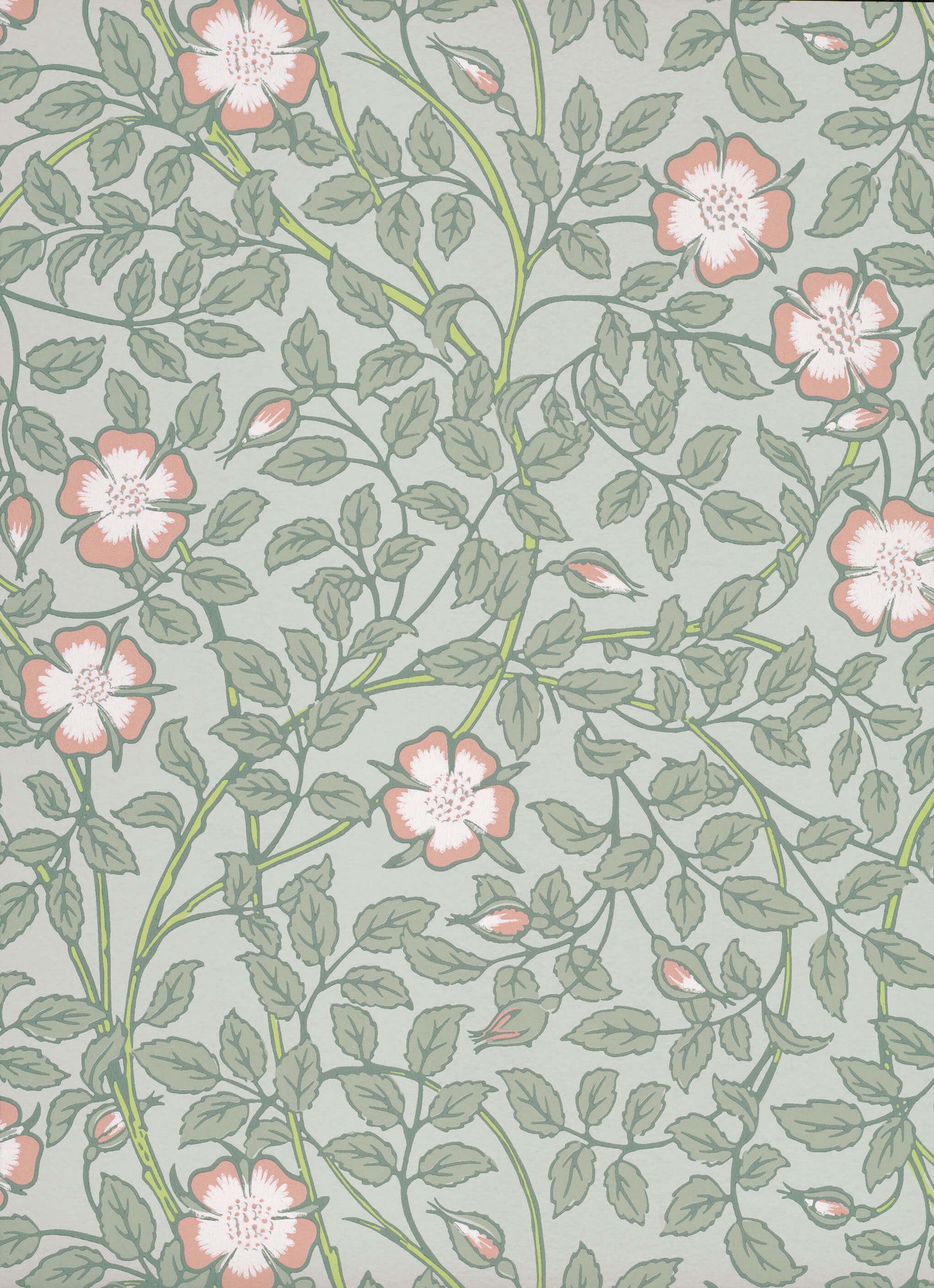 Briar Rose - Salix